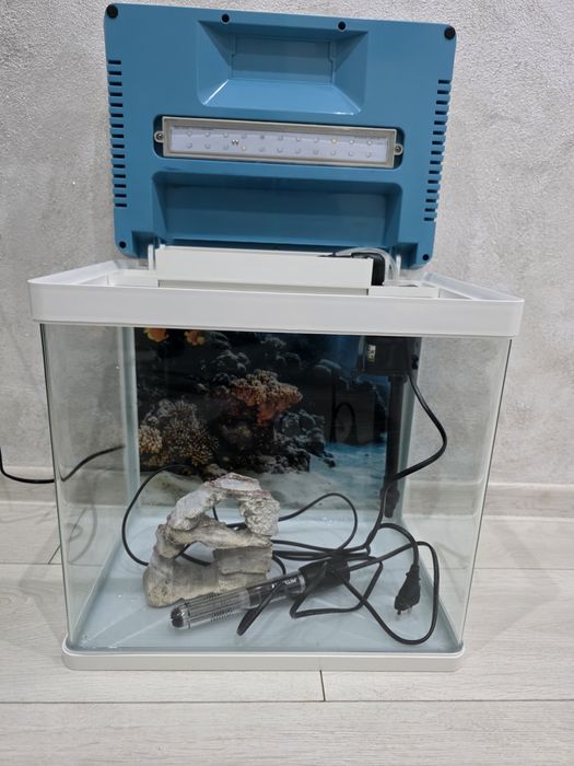 Acvariu pești cu neon