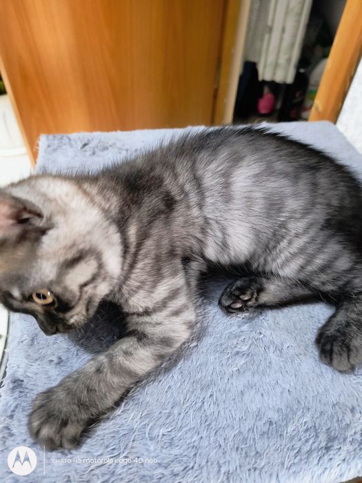 Продам котят скотищь страйт