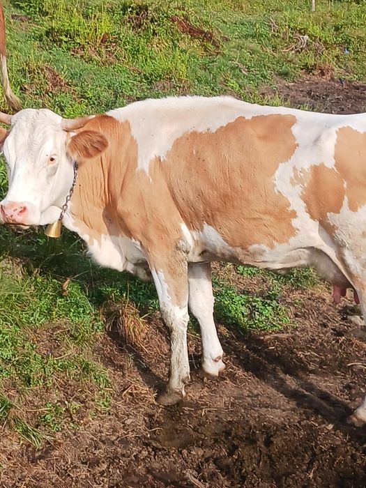 Vaci tinere Bălțată românească de ținut com Bilbor județul Harghita nr.telefon 0756437676