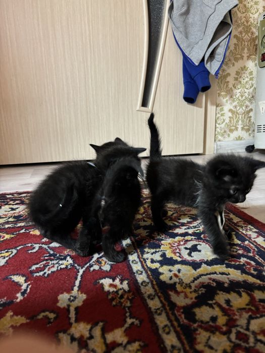 Котята в хорошие руки