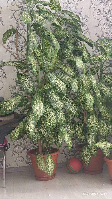 Продам цветок диффинбахии.