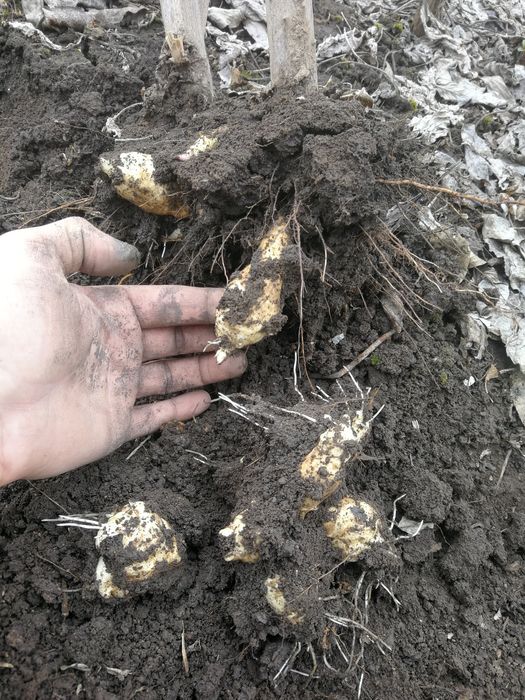 Земна ябълка. Ералма. Гулия. Йерусалимски Артишок