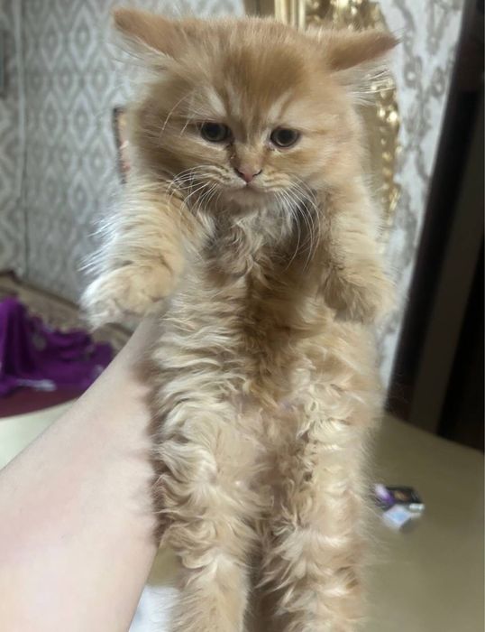 Британский Шиншилла Чистокровный Угл киз