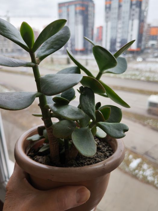 Продам алоэ и денежное дерево