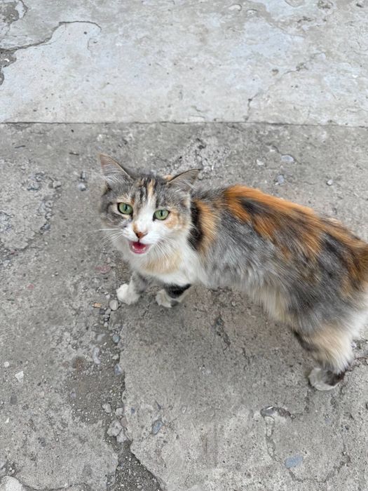 Бесплатно Кошка стерилизованная