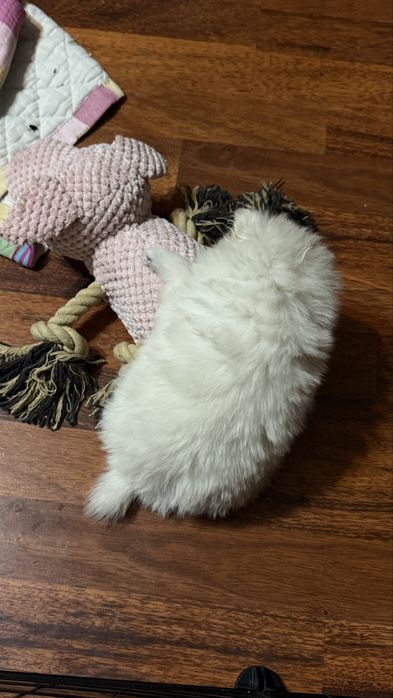 Шпиц девочка Алматы