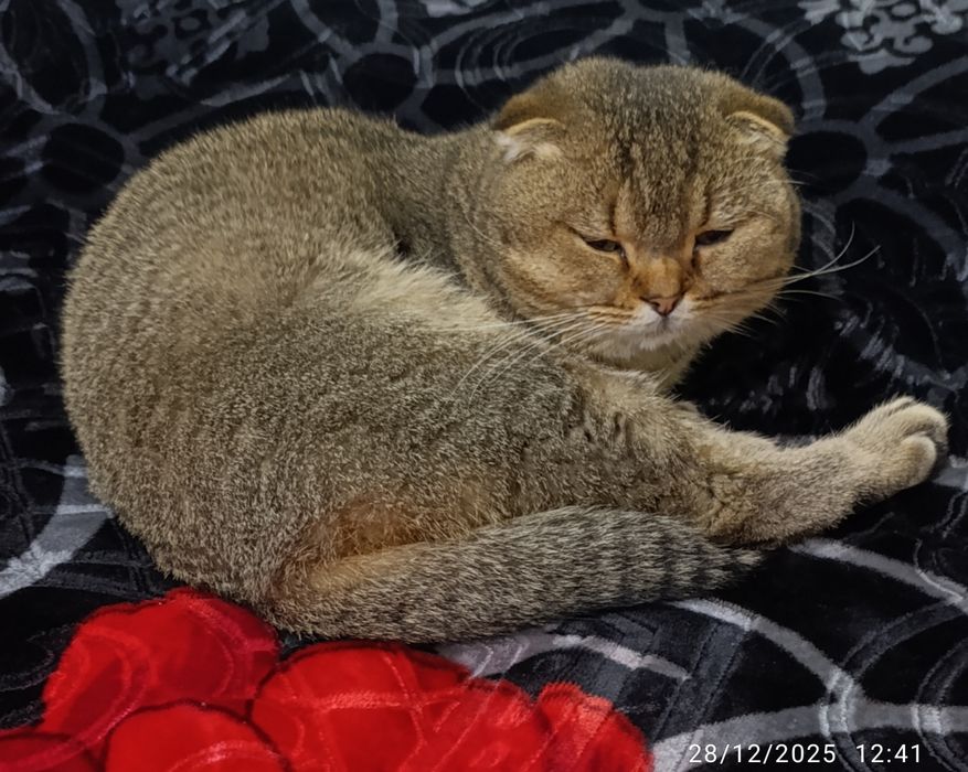 Scattish fold mushuk