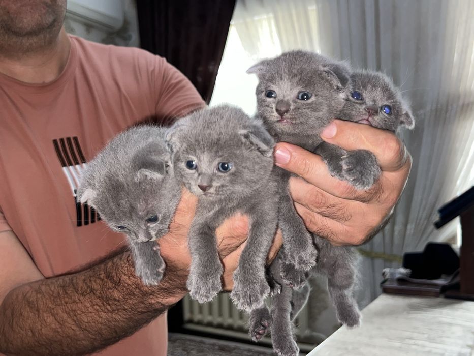 Продаются британские котята (scottish fold)