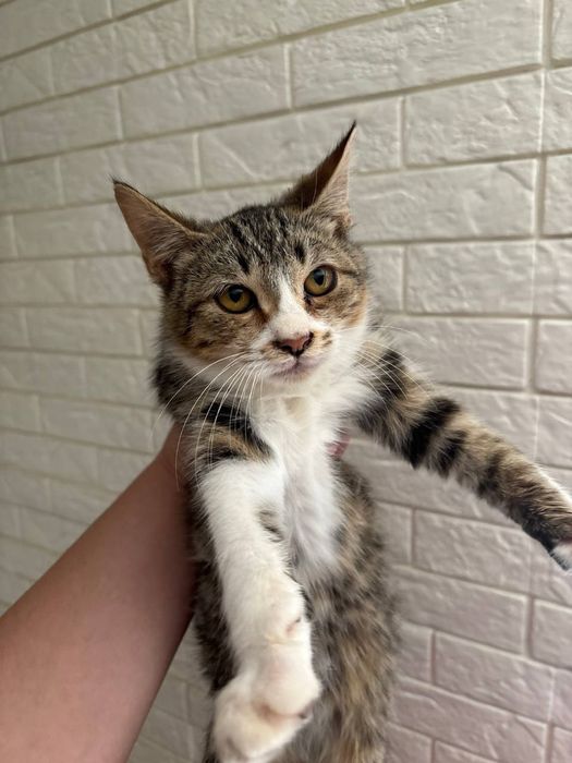 Котята в хорошие добрые руки