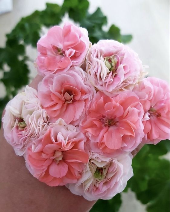 Продам черенки и стартеры сортовых пеларгоний