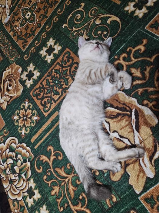 Кошка домашний  хороший