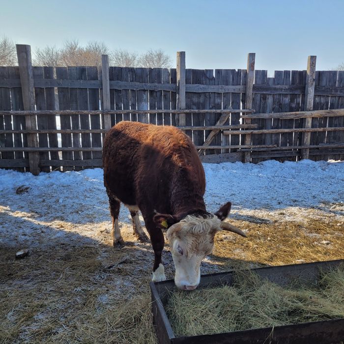 Продам тёлку и бычка