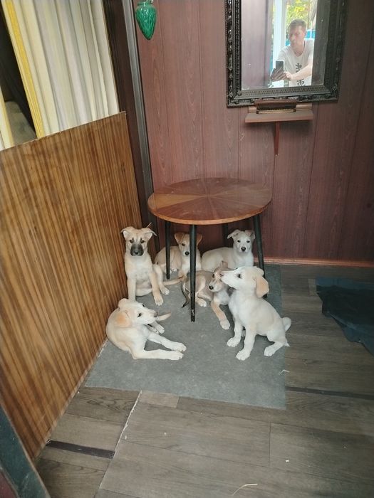 Щенки акита помесь