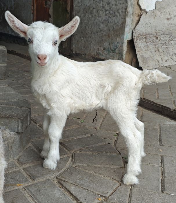 Альпийский козлик 75%