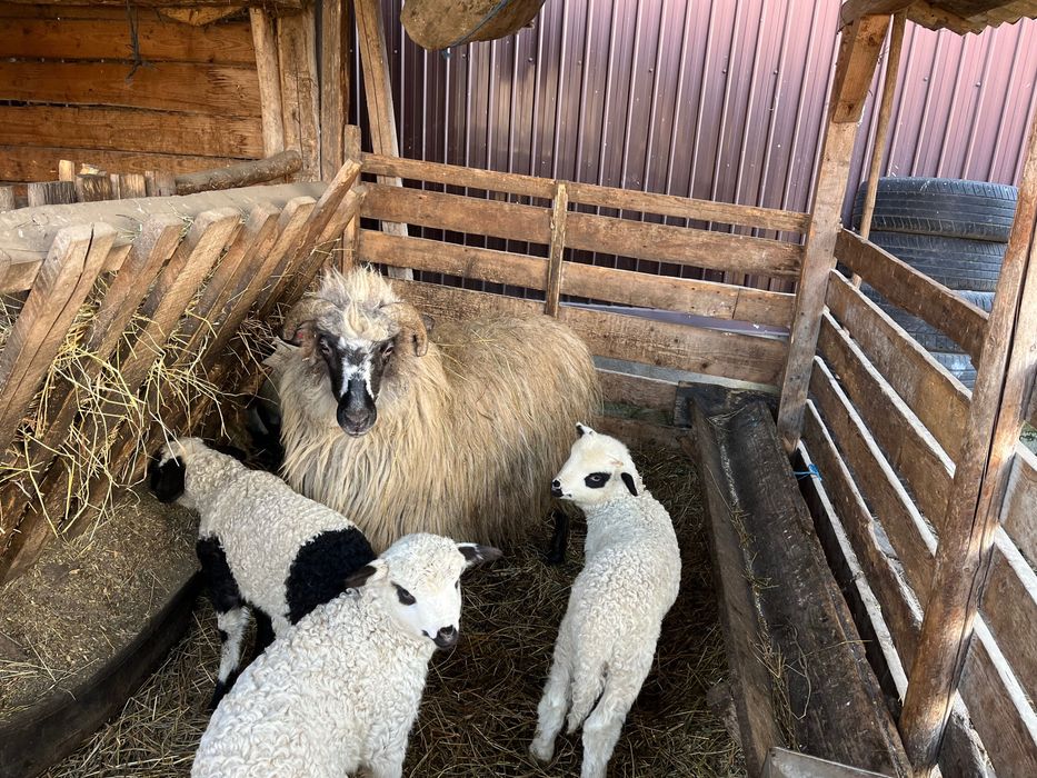 Vand oi si miei rasa metis