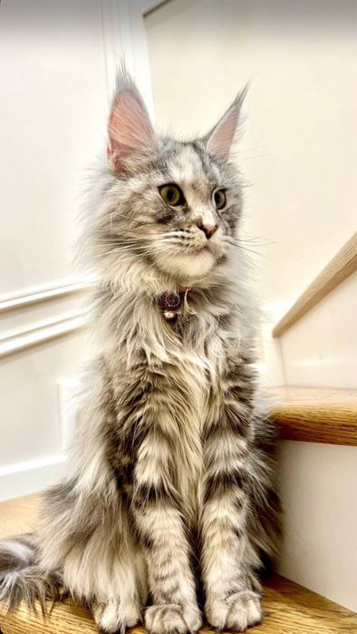 Мейн-кун девочка продается