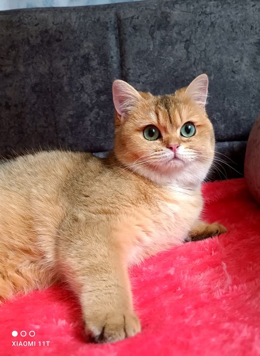 Британская Золотая Шиншилка