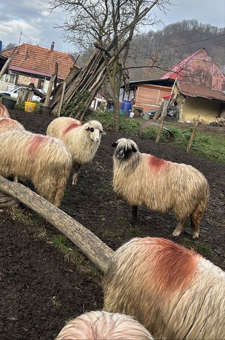 Vând oi tinere de afata