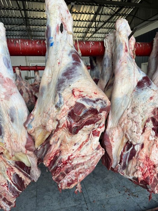 Продам говяжий задки