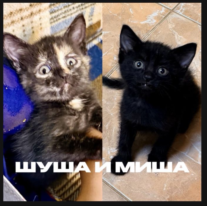 Отдам котят бесплатно