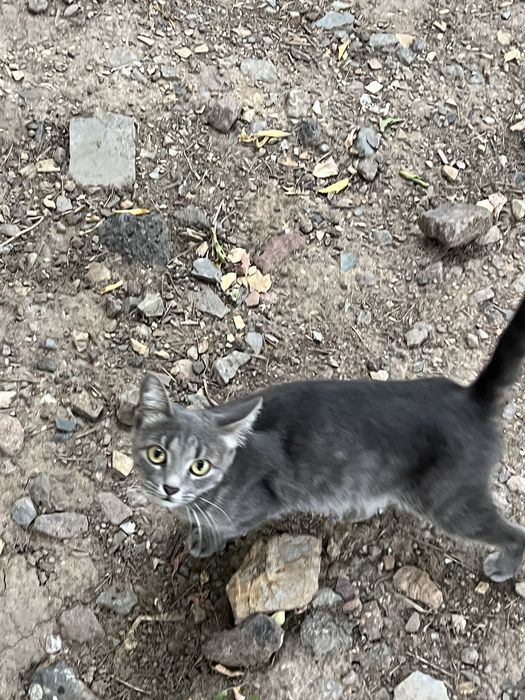 Котенок кошки кот