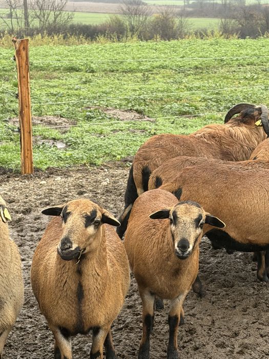 Vad turma de oi CAMERUN