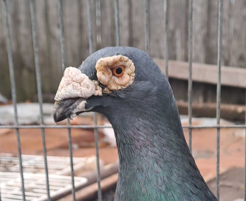 Porumbei Voiajor stil vechi