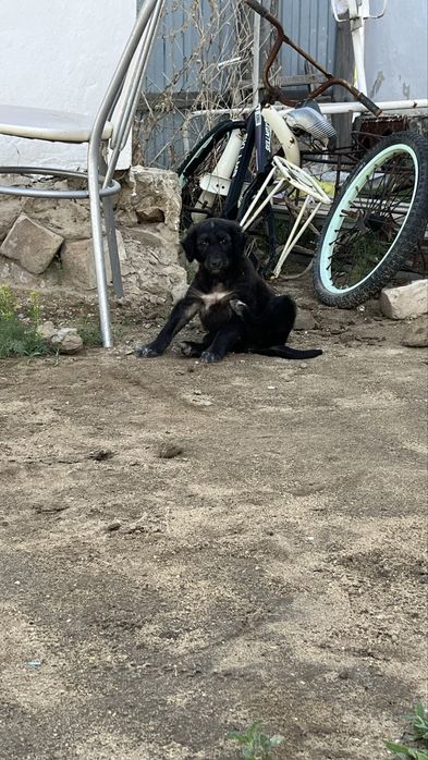 Өте мықты күшік