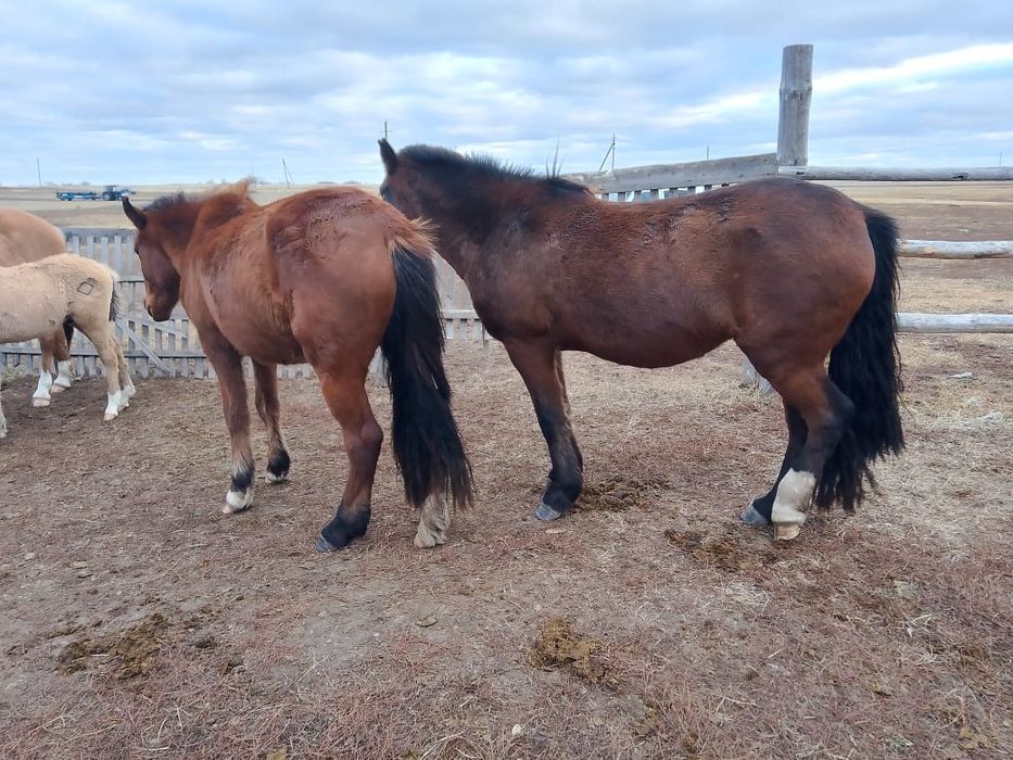 Продам кабылу жеребая 4 лет