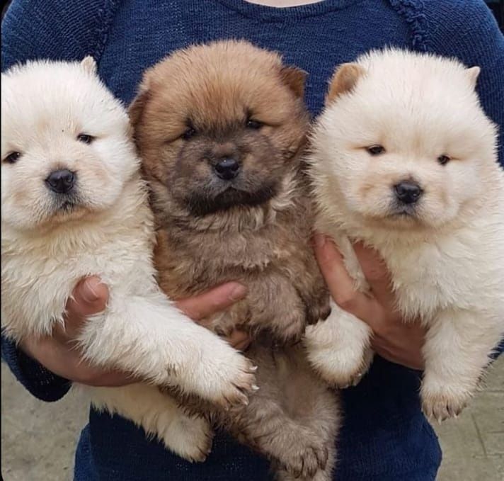 Chow Chow vaccin si carnețel