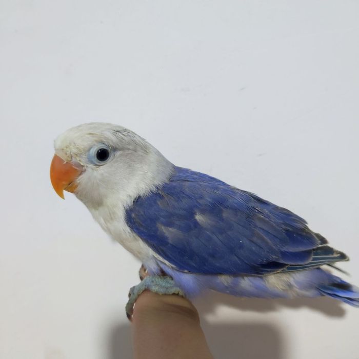 Ручной неразлучник попугай