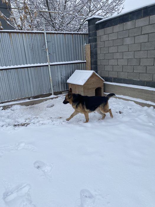 Немецкий овчарка