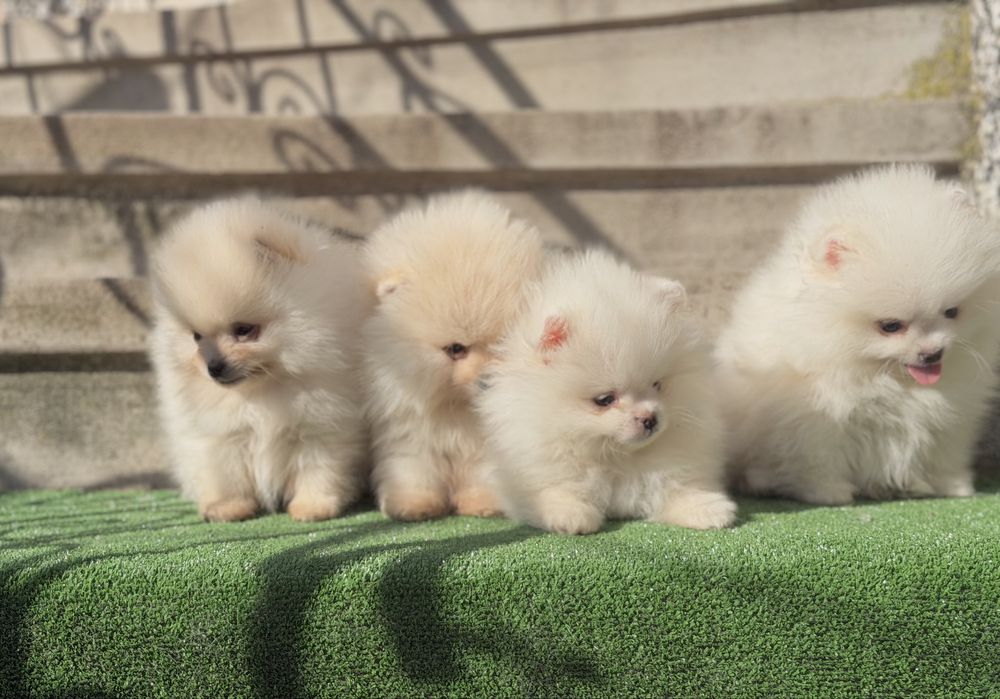 Померан померани мини