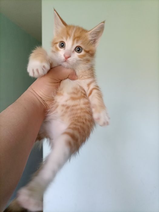 Котята в добрые руки.