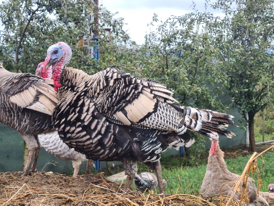 Curcani Narragansett