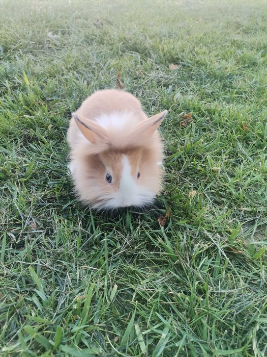 De vanzare iepuri pitici