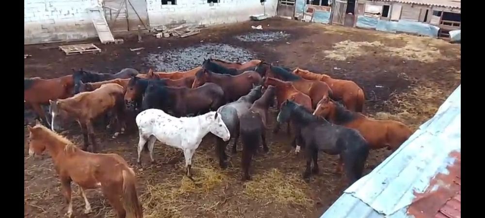 20 бас Кунандар сатылады Алматы обл