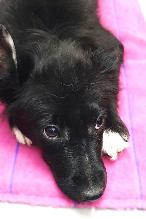 отдам щенков в хорошие руки