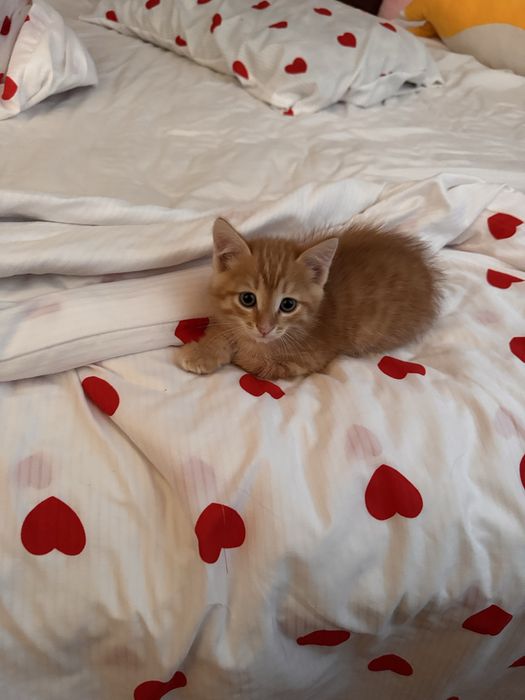 Котёнок продаётся