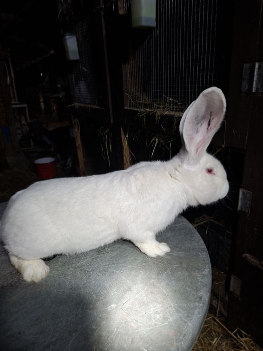 Vând Urias german alb