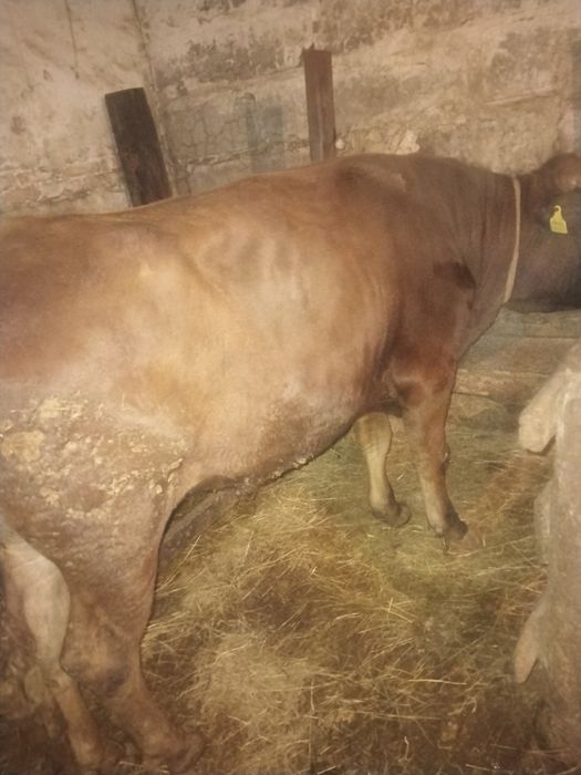 Сельхоз животные продажа и обмен