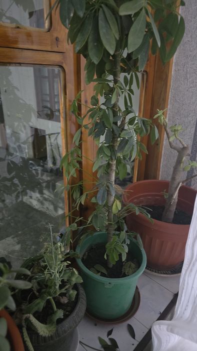 Xonaki tuvakda Gullar