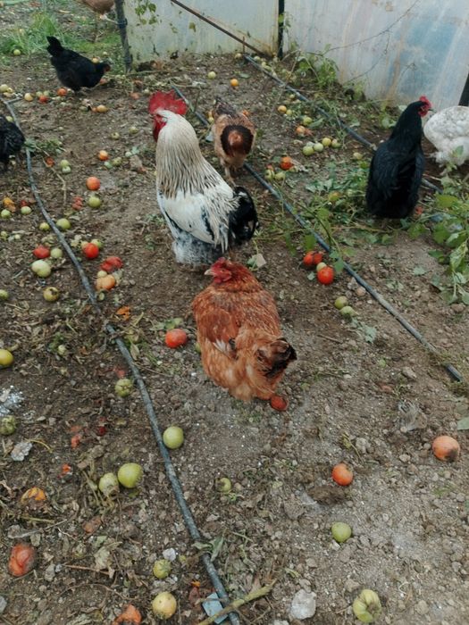 Vand găini crescute bio