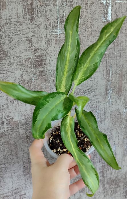 Тайские Аглаонемы