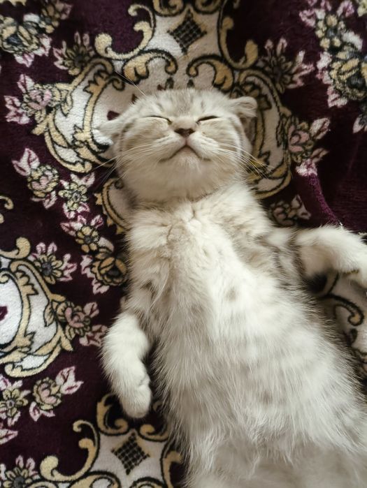 вислоухие котята