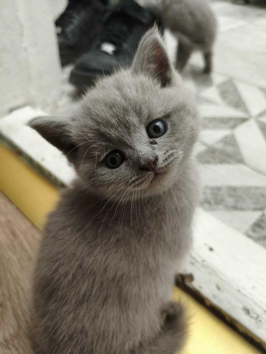 Pui de pisică British shorthair 6 saptamani