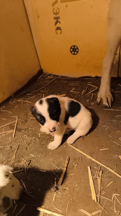 Ассаламу алейкум, продаются щенки Алабая очень хороший крови