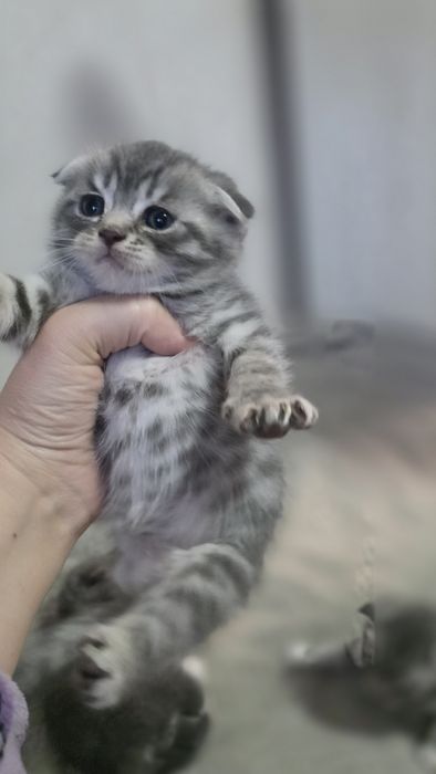 Продам шотландских котят
