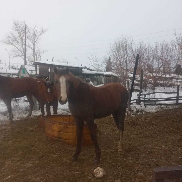 Продаются лошади!!!