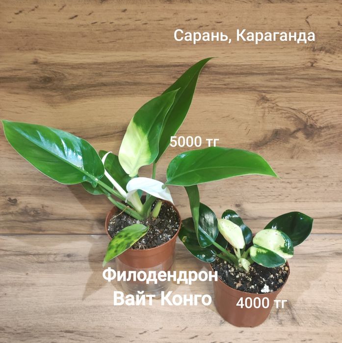 Филодендрон разный